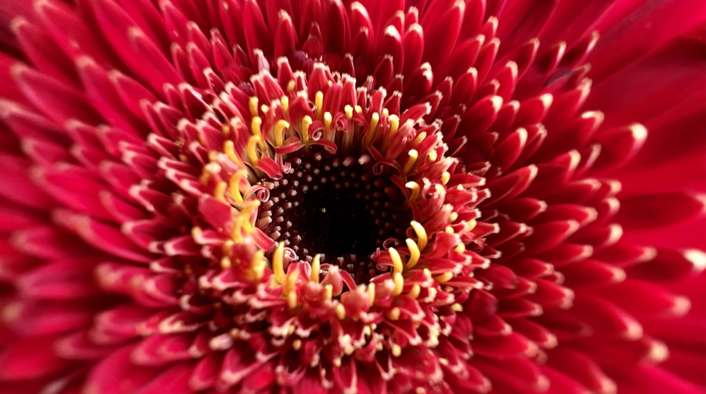 iPhone 13 Pro Likenew Hoangsonstore.com